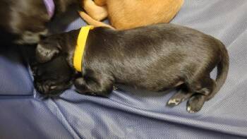 Billy Jean Jr -  Flat Coated Retriever Dog for Adoption in Kennewick, Washington - Billy Jean Jr | PetCurious