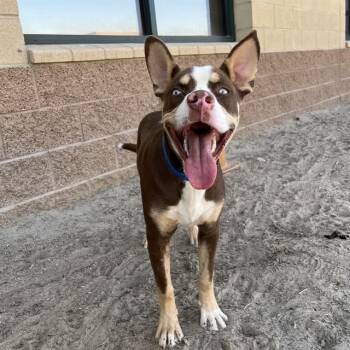 RUSSELL -  Pit Bull Terrier and Mixed Breed Dog for Adoption in Riverside, California - RUSSELL | PetCurious
