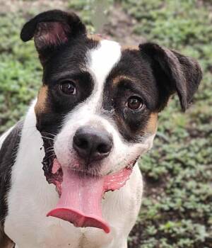 Rescue American Bulldog and English Pointer Dogs for Adoption in Boerne, Texas - Chelsea | PetCurious