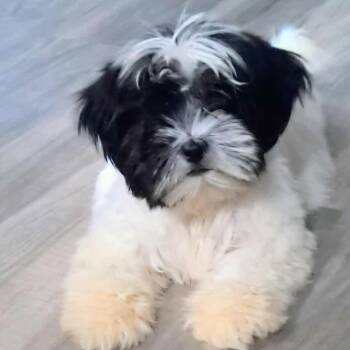 Rescue Shih Tzu Dogs for Adoption in Austin, Texas - Hammy | PetCurious