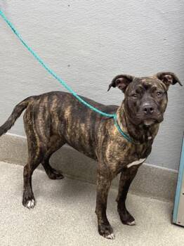 MITSY SHORE -  Pit Bull Terrier Dog for Adoption in Las Vegas, Nevada - MITSY SHORE | PetCurious