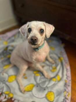 Millie -  Terrier Dog for Adoption - Millie | PetCurious