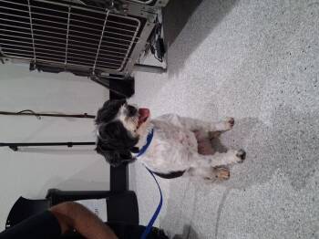 Oliver -  Terrier Dog Available for Adoption in Lake Havasu City, Arizona - Oliver | PetCurious