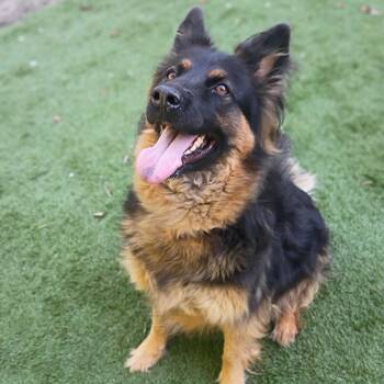 Anna -  Mixed Breed Dog for Adoption in Davenport, Iowa - Anna | PetCurious