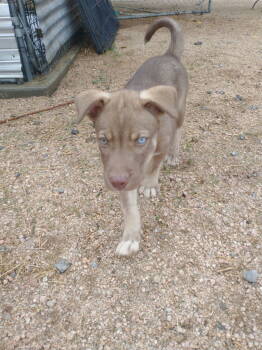Rescue Australian Shepherd and Labrador Retriever Dogs for Adoption in Mentone, California - Hanna | PetCurious