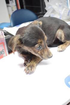 Chihuahua Dogs Available for Adoption in Pahrump, Nevada - Emma (Bree P6) | PetCurious