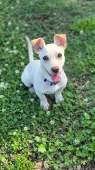 Fynn -  Mixed Breed Dog for Adoption in Taycheedah, Wisconsin - Fynn | PetCurious