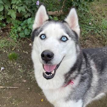 Emma -  Siberian Husky Dog for Adoption in Bloomfield, Connecticut - Emma | PetCurious