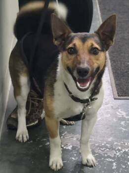 Corgi and Jack Russell Terrier Dogs Available for Adoption in Hillsdale, Indiana - Sparky | PetCurious
