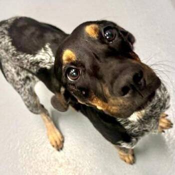 Bluetick Coonhound Dogs Available for Adoption in Hilton Head Island, South Carolina - Daisy Mae | PetCurious