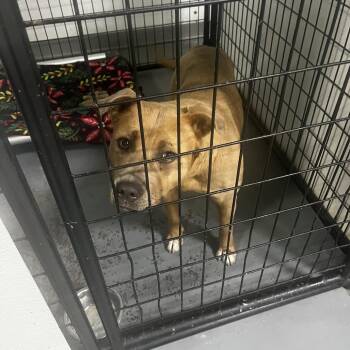 Terrier and Mixed Breed Dogs Available for Adoption in St. Louis, Missouri - Lumumba | PetCurious