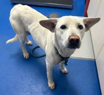 Siberian Husky Dogs Available for Adoption - Fresca  | PetCurious