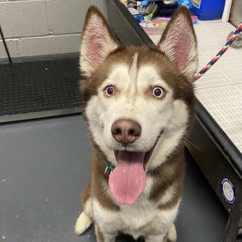 Mixed Breed Dogs Available for Adoption - Elmo | PetCurious