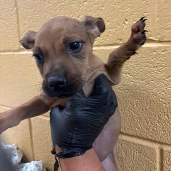 Elanore -  Mixed Breed Dog for Adoption in Memphis, Tennessee - Elanore | PetCurious