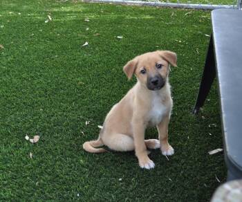 Cattle Dog and Australian Shepherd Dogs Available for Adoption - Clementine | PetCurious