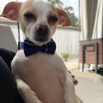 Papi -  Chihuahua Dog for Adoption in Hobe Sound, Florida - Papi | PetCurious