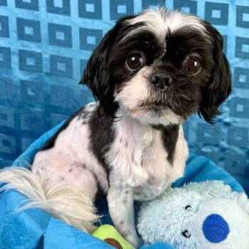 Cricket - darling Shih Tzu -  Shih Tzu Dog for Adoption in Hondo, Texas - Cricket - Darling Shih Tzu | PetCurious