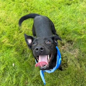 Roxie -  Labrador Retriever and Mixed Breed Dog for Adoption in Mooresville, North Carolina - Roxie | PetCurious