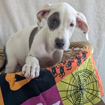Millie -  American Bully Dog for Adoption in Pensacola, Florida - Millie | PetCurious