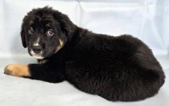 Adrian -  Australian Shepherd and Bernese Mountain Dog Dog for Adoption in Morton Grove, Illinois - Adrian | PetCurious
