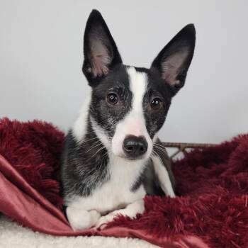Flip Flop -  Terrier Dog for Adoption in Fort Wayne, Indiana - Flip Flop | PetCurious