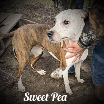 Boxer and Beagle Dogs Available for Adoption in Klamath Falls, Oregon - Sweet Pea | PetCurious