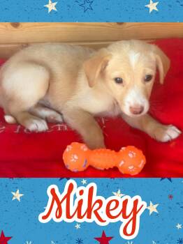 Mikey -  Border Collie and Labrador Retriever Dog for Adoption in Ringwood, New Jersey - Mikey | PetCurious