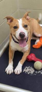 Annette -  Terrier Dog for Adoption in Youngstown, Ohio - Annette | PetCurious