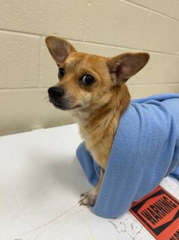 2026-09-115 -  Chihuahua Dog for Adoption in Winder, Georgia - 2026-09-115 | PetCurious