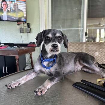 Abbey -  Shih Tzu and Miniature Schnauzer Dog for Adoption in Bradenton, Florida - Abbey | PetCurious