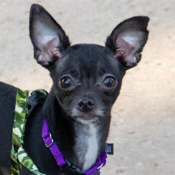 CHILLO -  Chihuahua Dog for Adoption in St. Louis, Missouri - CHILLO | PetCurious