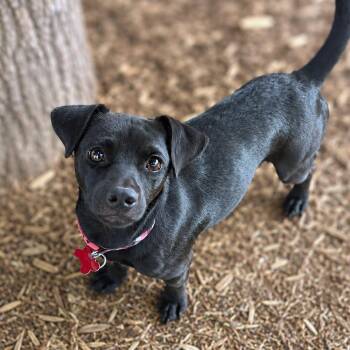 Locke -  Chihuahua and Terrier Dog for Adoption in Boerne, Texas - Locke | PetCurious