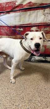 Dogo Argentino and Mixed Breed Dogs Available for Adoption in Doral, Florida - ASPEN | PetCurious