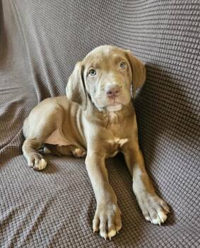 Chocolate Labrador Retriever and Mixed Breed Dogs Available for Adoption in Leesburg, Alabama - Timber | PetCurious