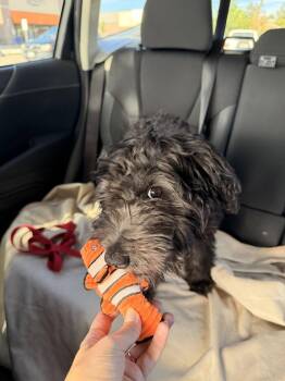 Nemo #3 -  Schnauzer and Poodle Dog for Adoption in Denver, Colorado - Nemo #3 | PetCurious