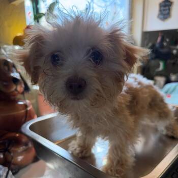 Chihuahua and Mixed Breed Dogs Available for Adoption - Sugar | PetCurious