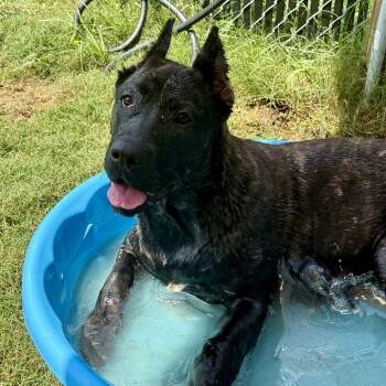 Lady Genevieve -  Presa Canario Dog for Adoption in Gloucester, Virginia - Lady Genevieve | PetCurious