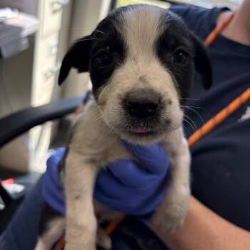 Mixed Breed Dogs Available for Adoption in Columbiana, Alabama - Jupiter | PetCurious