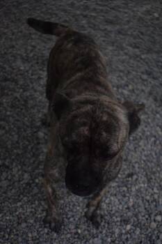 French Bulldog and Pug Dogs Available for Adoption - Arizona (A122699) | PetCurious