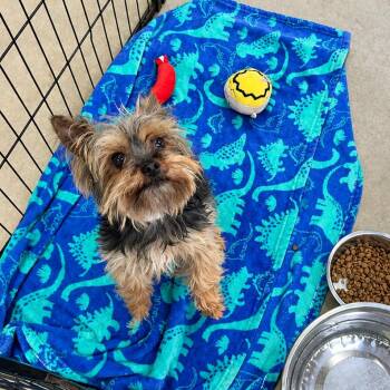 Rockett -  Yorkshire Terrier Dog for Adoption - Rockett | PetCurious