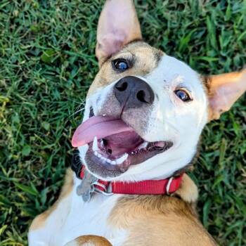 Rescue Labrador Retriever and Mixed Breed Dogs for Adoption in Danielsville, Georgia - Chanel In Foster | PetCurious