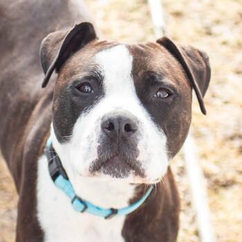 Mixed Breed Dogs Available for Adoption - Bentley | PetCurious