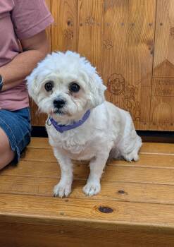 Sable -  Shih Tzu and Bichon Frise Dog for Adoption in Parsons, Kansas - Sable | PetCurious