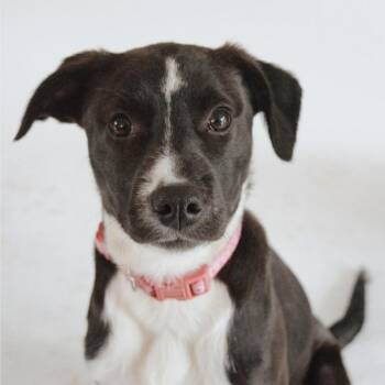 Labrador Retriever and Catahoula Leopard Dog Dogs Available for Adoption in Eastford, Connecticut - CT Basil (courtsey Post - Located In Amston) | PetCurious