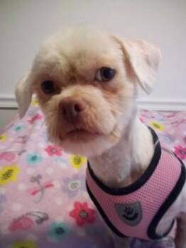 Pixie -  Shih Tzu and Mixed Breed Dog for Adoption in Oak Creek, Wisconsin - Pixie | PetCurious