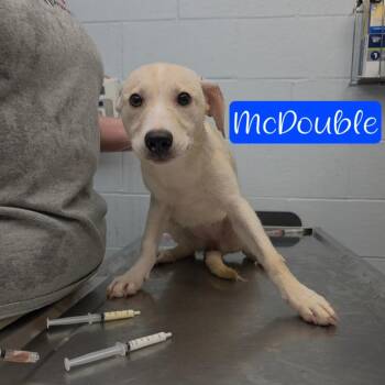 McDouble -  Husky and Mixed Breed Dog for Adoption in Parkersburg, West Virginia - McDouble | PetCurious