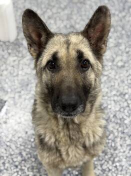 Rescue German Shepherd Dog Dogs for Adoption in Bemidji, Minnesota - Betty | PetCurious