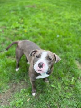 Rescue Pit Bull Terrier Dogs for Adoption in Wausau, Wisconsin - Max | PetCurious