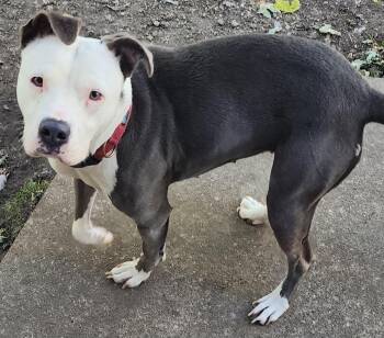 Rescue Pit Bull Terrier Dogs for Adoption in Momence, Illinois - Angel | PetCurious