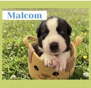 Great Dane Dogs Available for Adoption in Santa Clarita, California - Malcolm | PetCurious